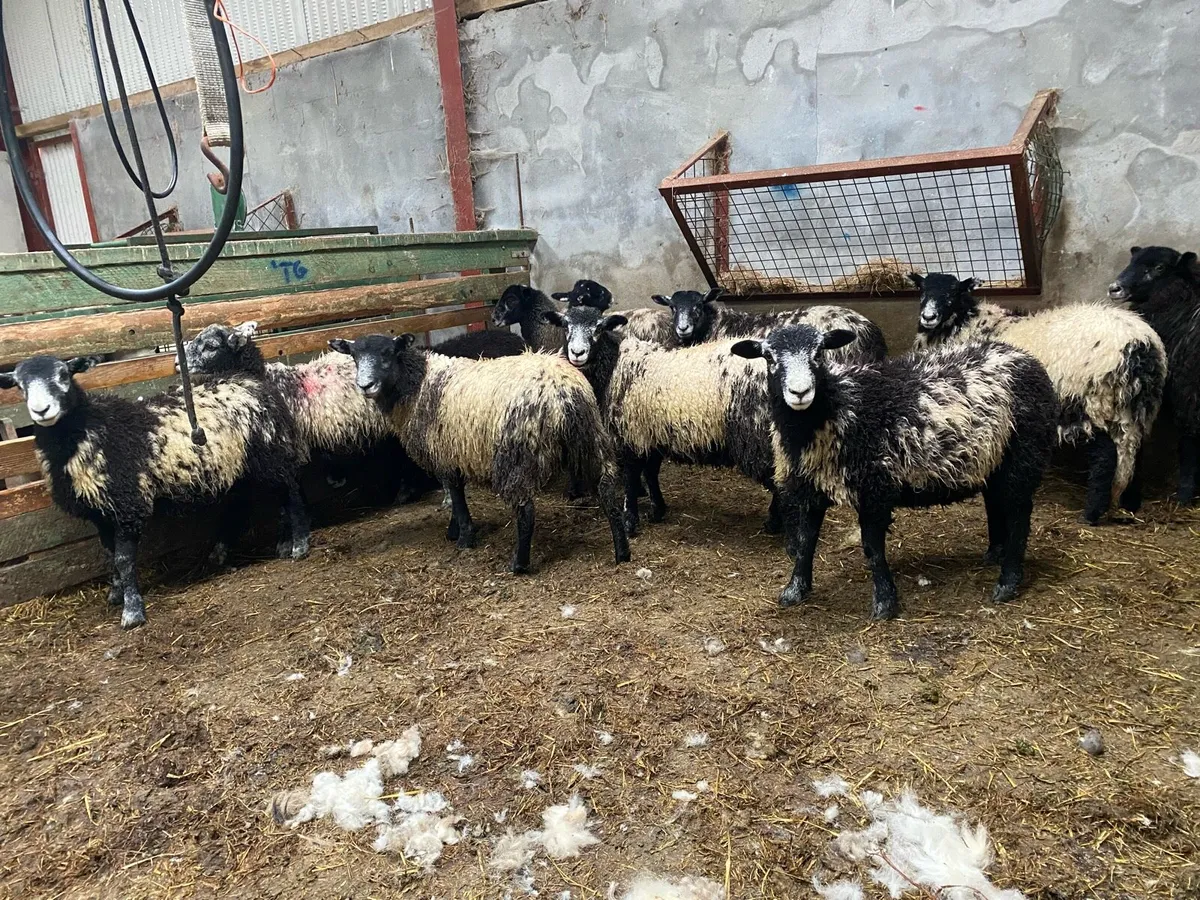 Herdwick ram - Image 3