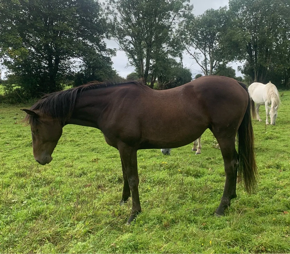 3yo Lagans OBOS gelding - Image 1