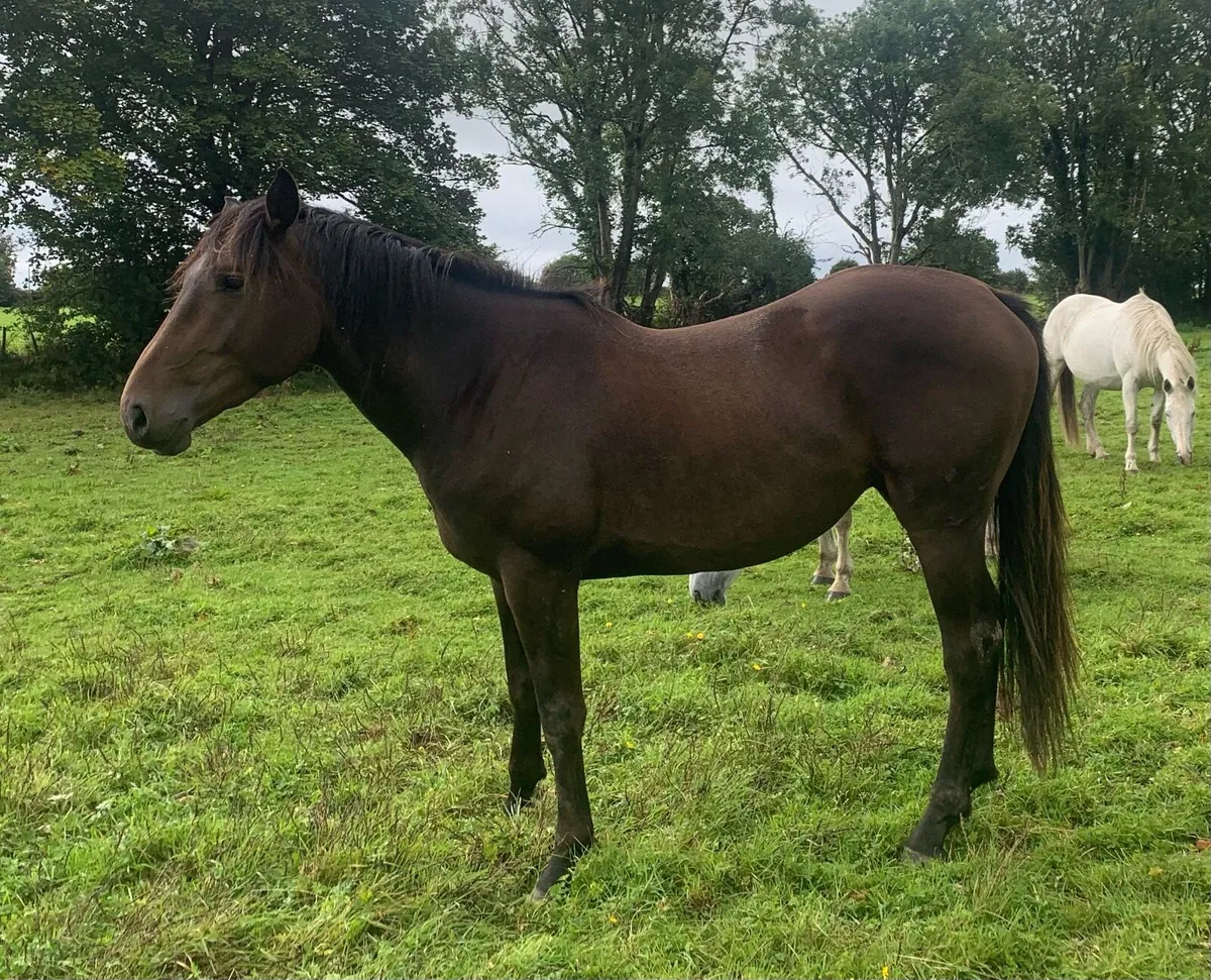 3yo Lagans OBOS gelding - Image 2