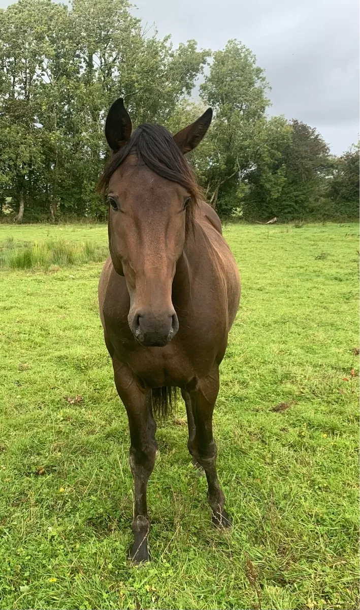 3yo Lagans OBOS gelding - Image 3