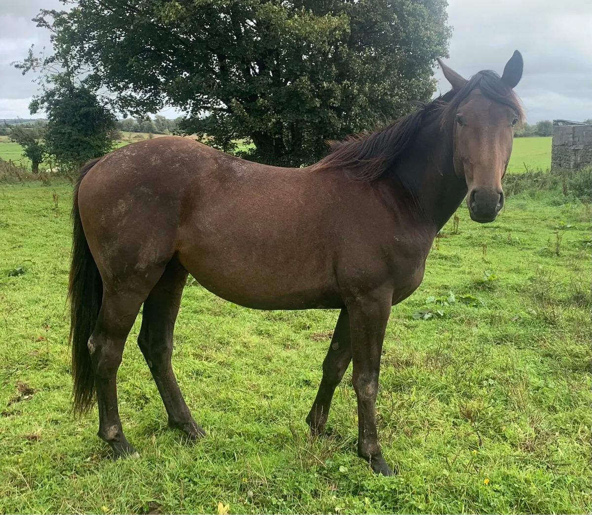 3yo Lagans OBOS gelding - Image 4