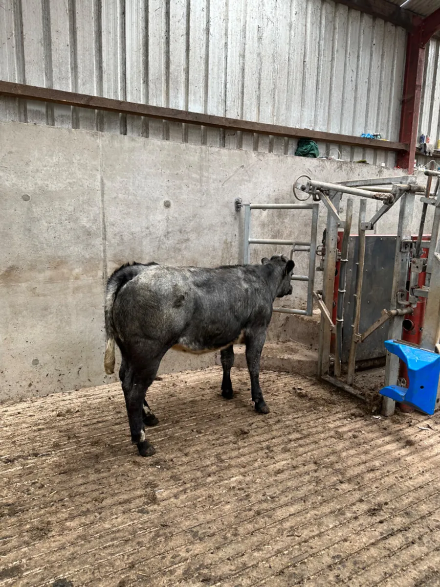 Roaned blue grey lim heifer - Image 1