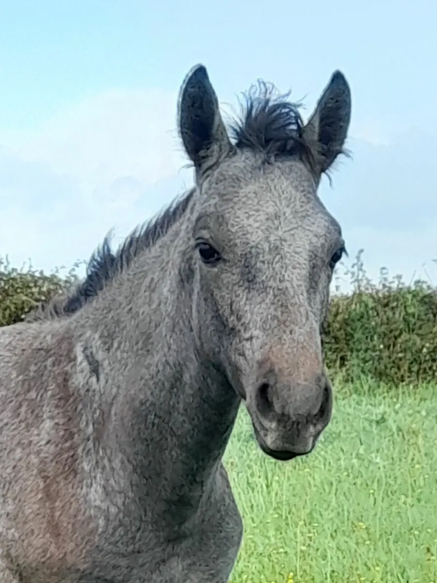 Colt Foal - Image 2