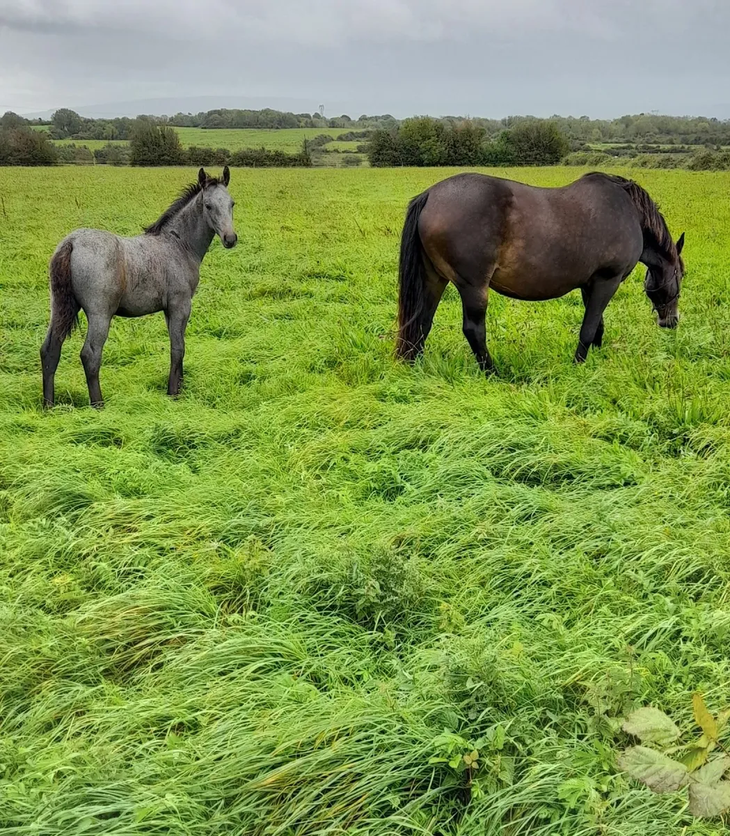 Colt Foal - Image 3