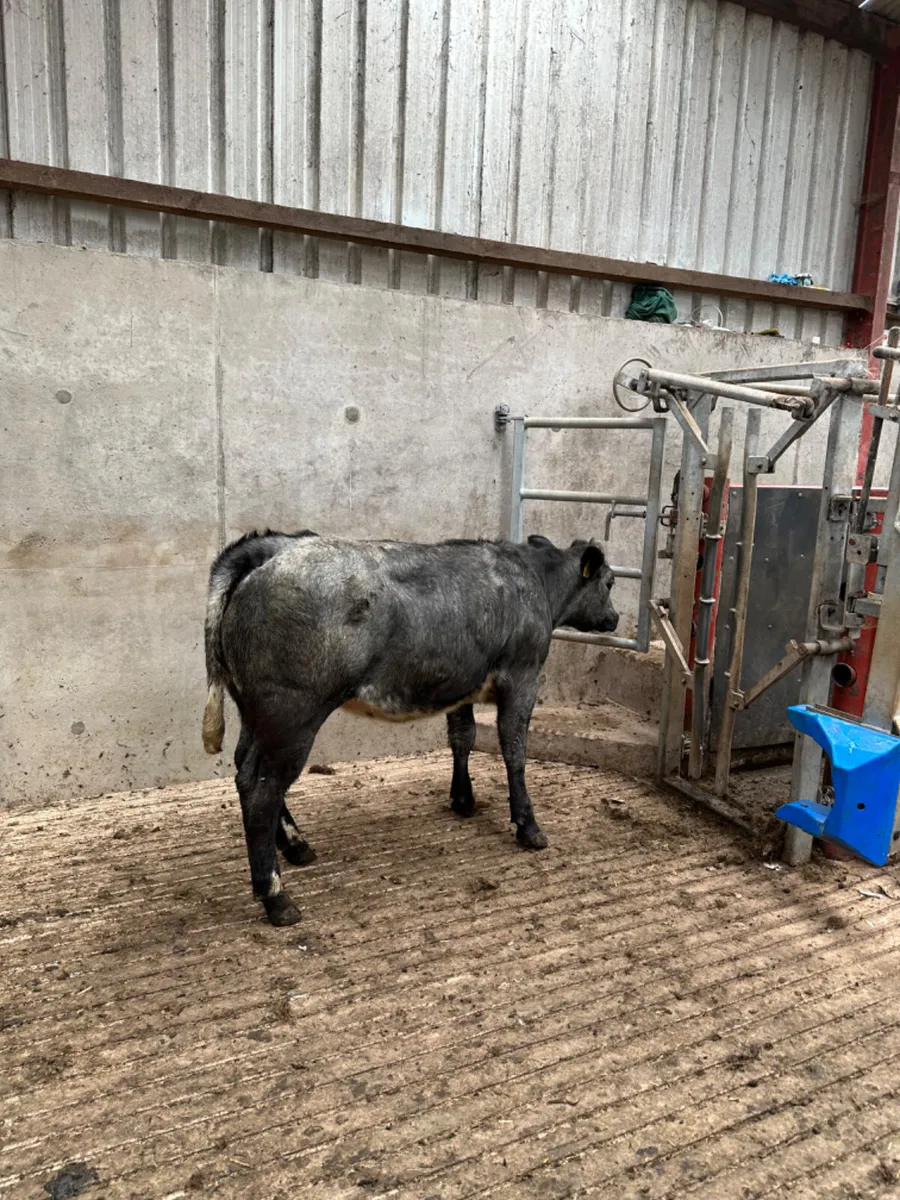 Roaned blue grey lim heifer - Image 2