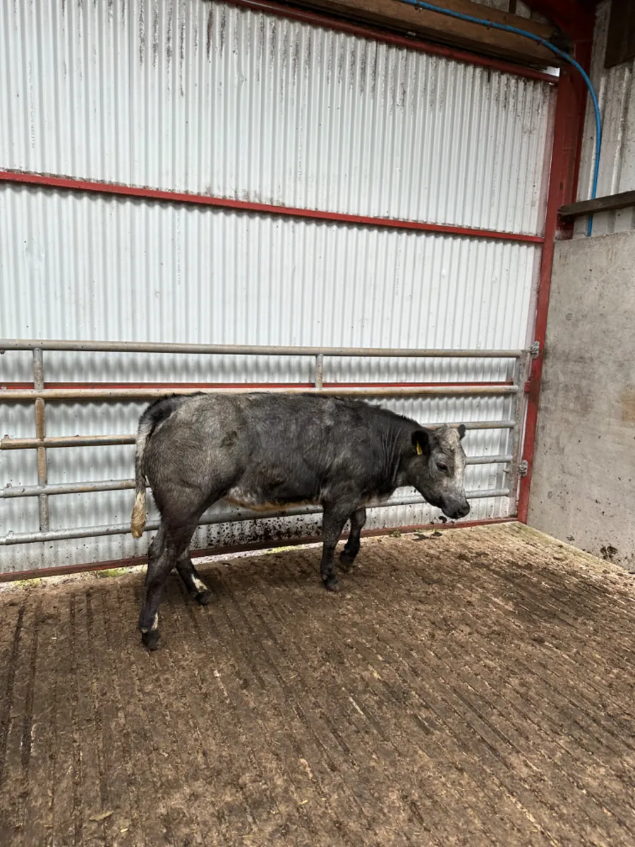 Roaned blue grey lim heifer - Image 4