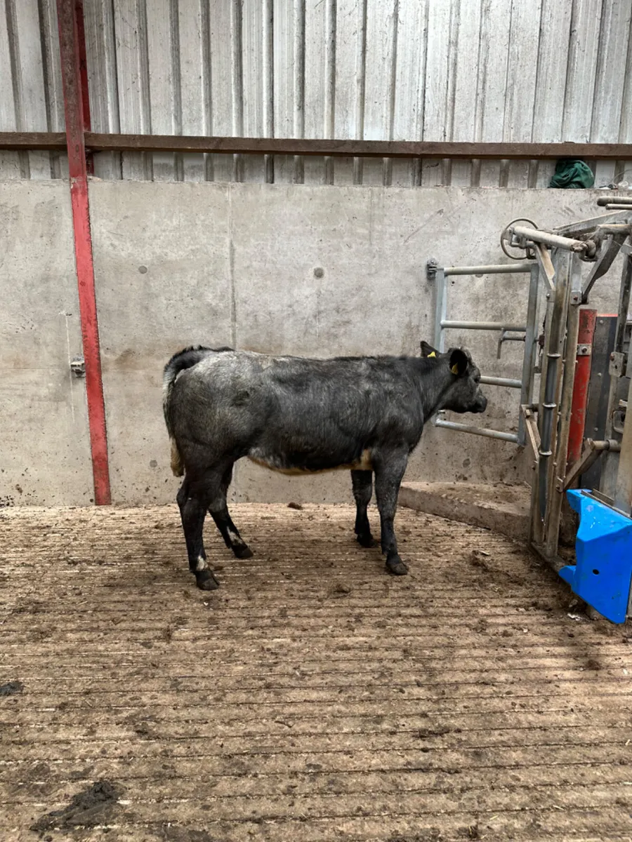 Roaned blue grey lim heifer - Image 3