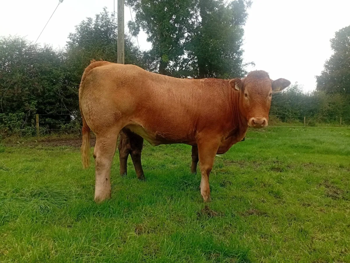 Super Breeders for balla - Image 2