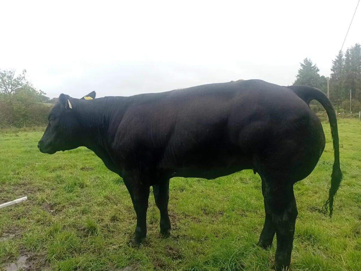 Super Breeders for balla - Image 1