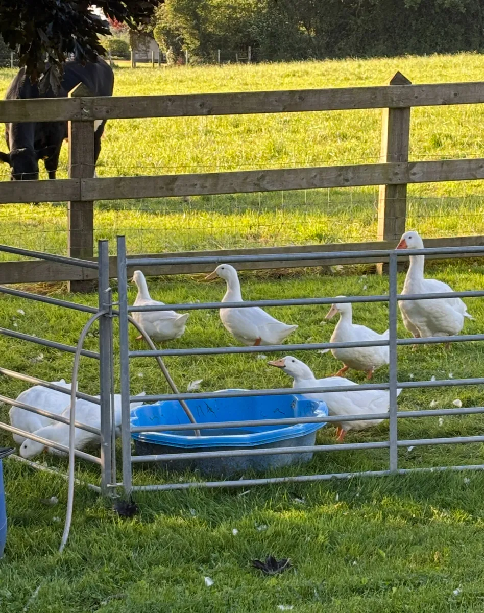 Aylesbury Ducks