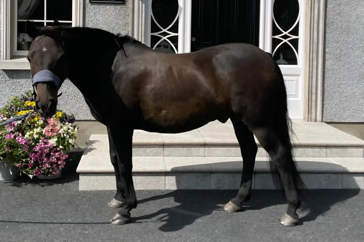 Exceptional childs Pony 13hh - Image 2