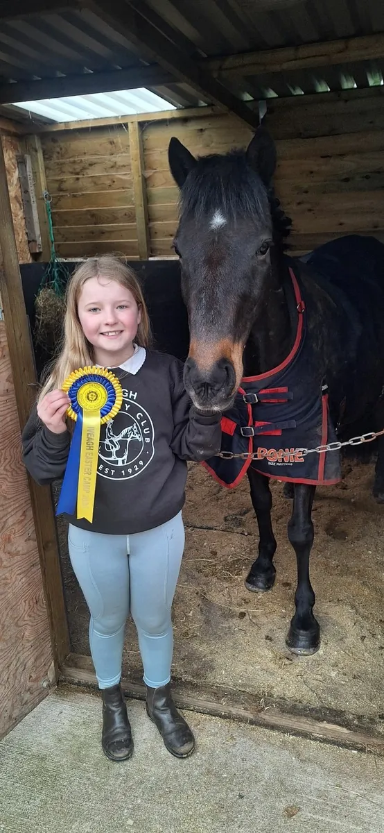 Exceptional childs Pony 13hh - Image 4