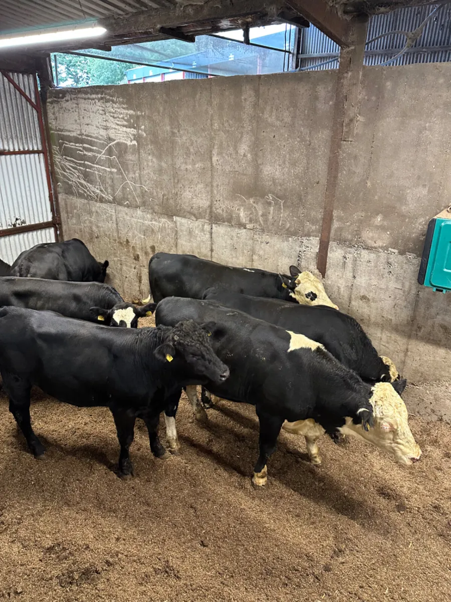 Forward bulls - Image 2