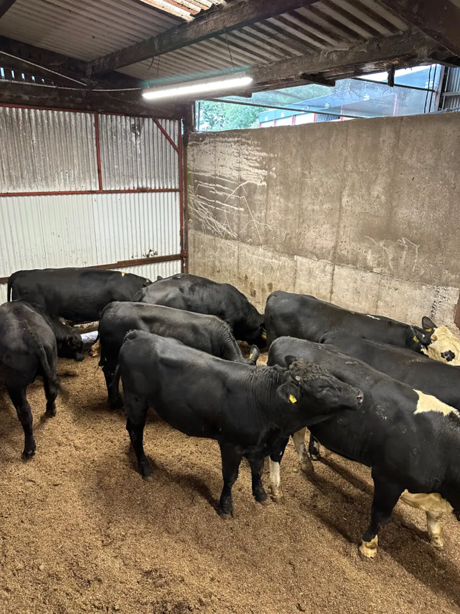 Forward bulls - Image 4