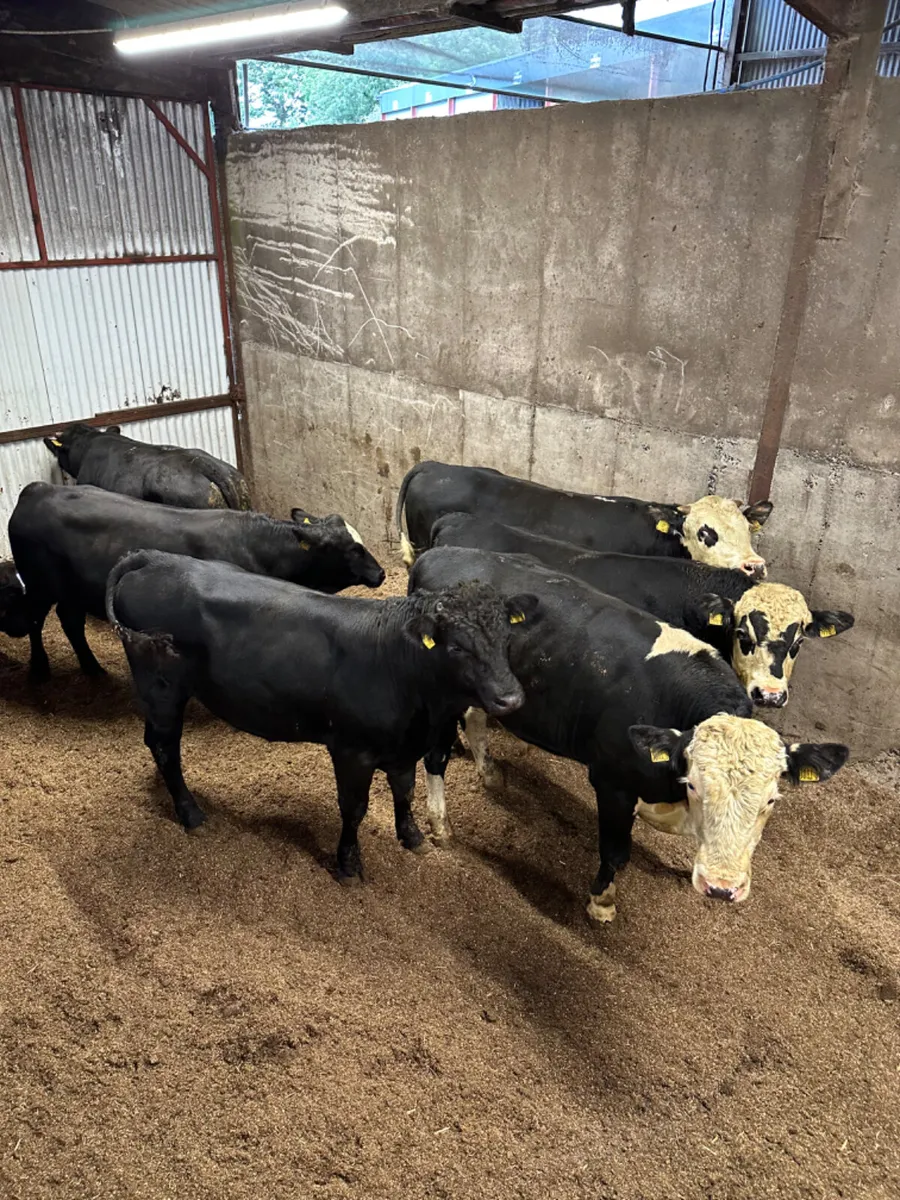 Forward bulls - Image 1
