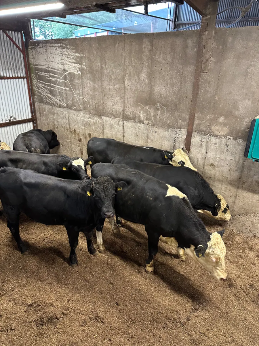 Forward bulls - Image 3
