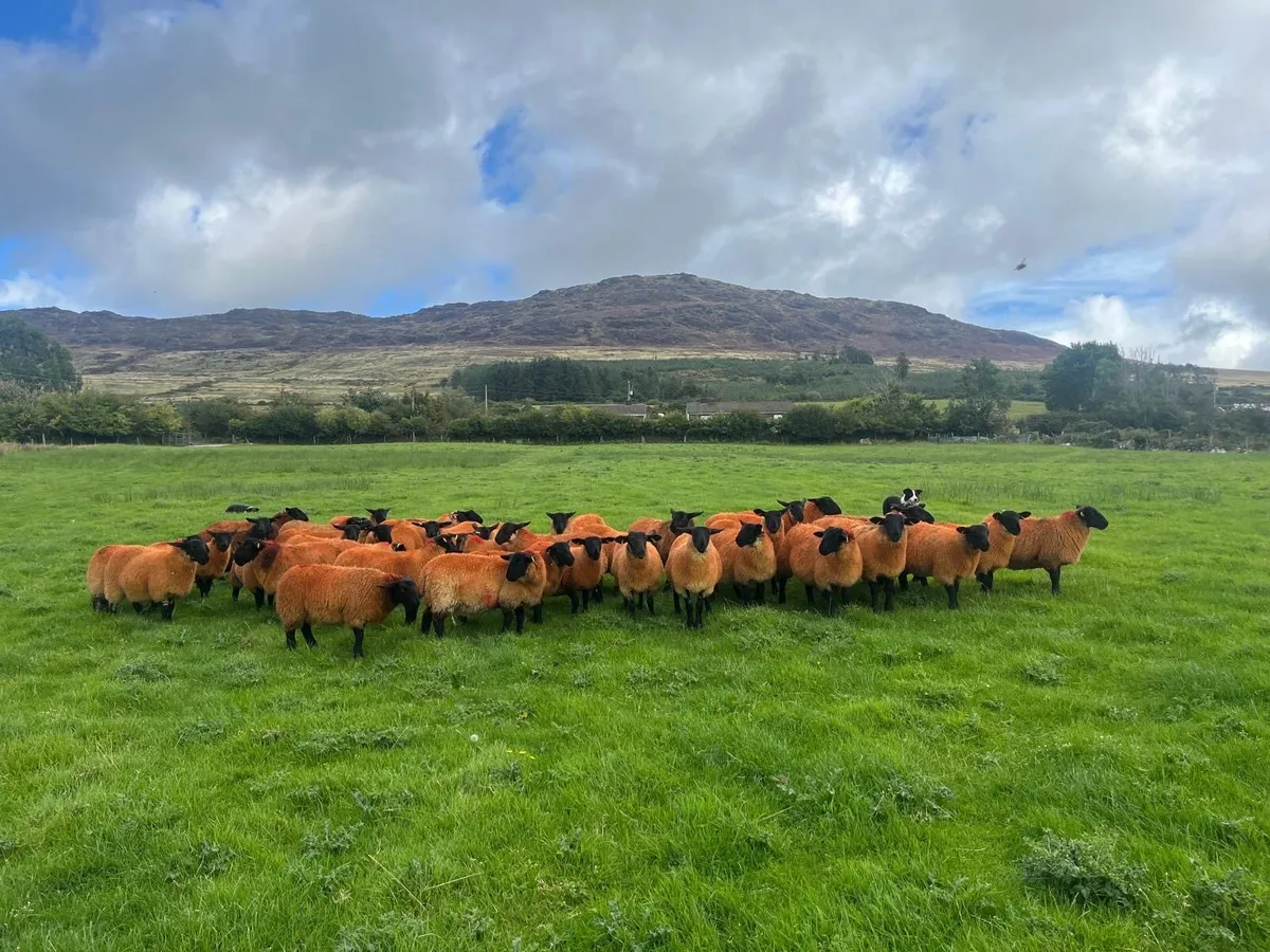 40 Organic Suffolk ewe lambs - Image 1