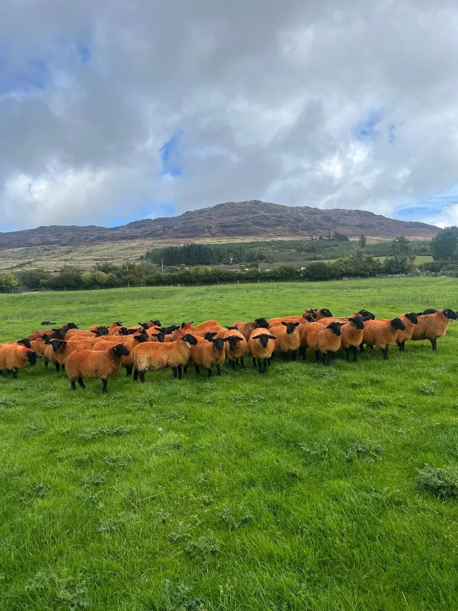 40 Organic Suffolk ewe lambs - Image 2