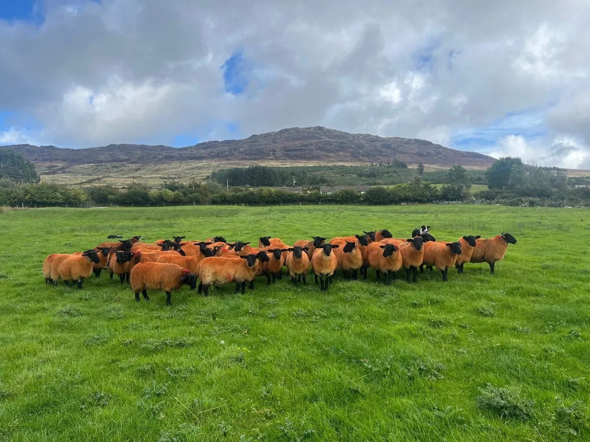 40 Organic Suffolk ewe lambs - Image 3