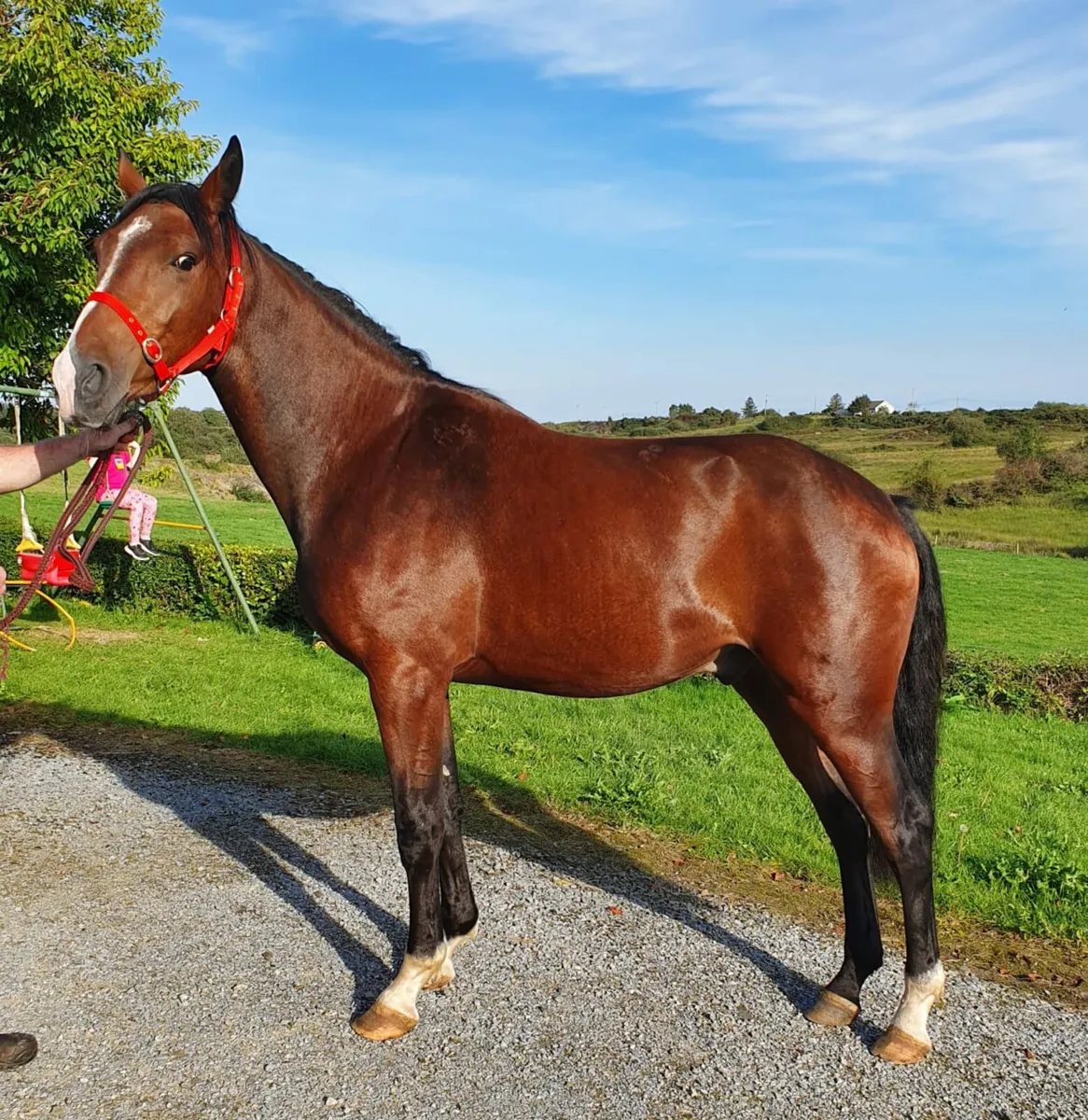 3 year old Creevagh Ferro Gelding - Image 1
