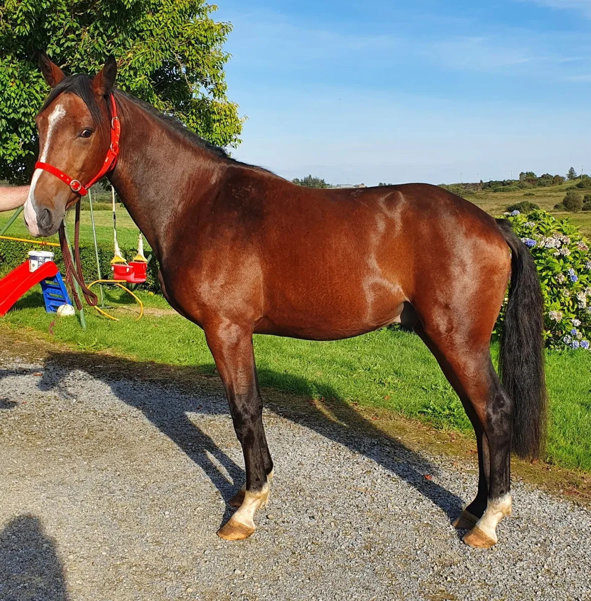 3 year old Creevagh Ferro Gelding - Image 2