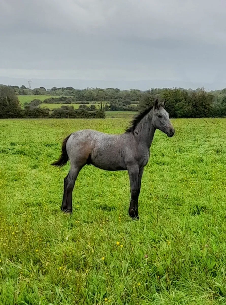 Colt Foal - Image 1