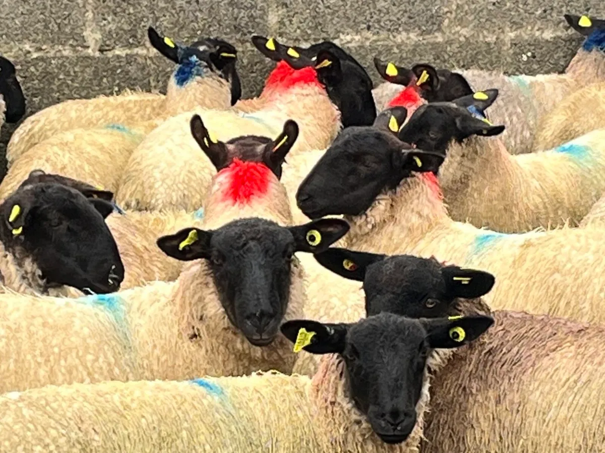 Suffolk ewe lambs - Image 1