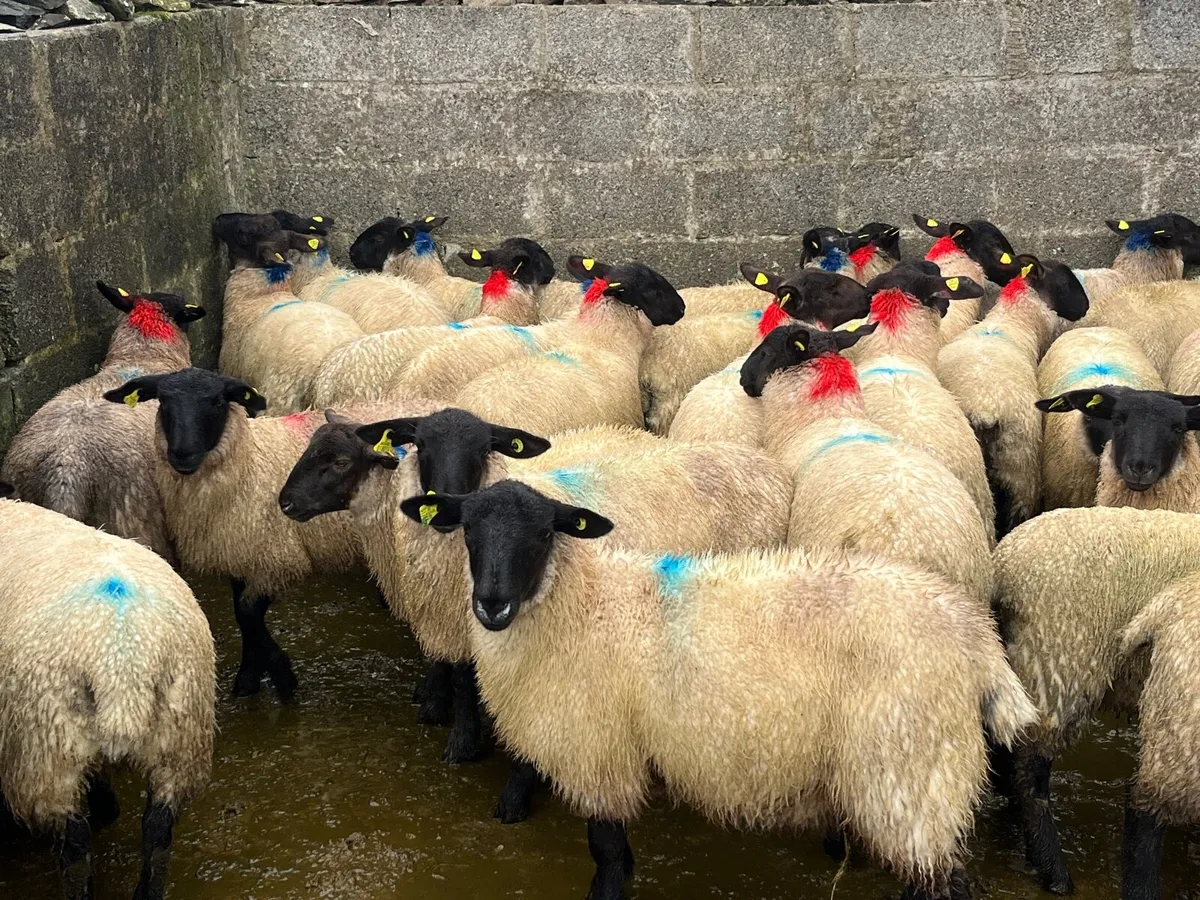 Suffolk ewe lambs - Image 2