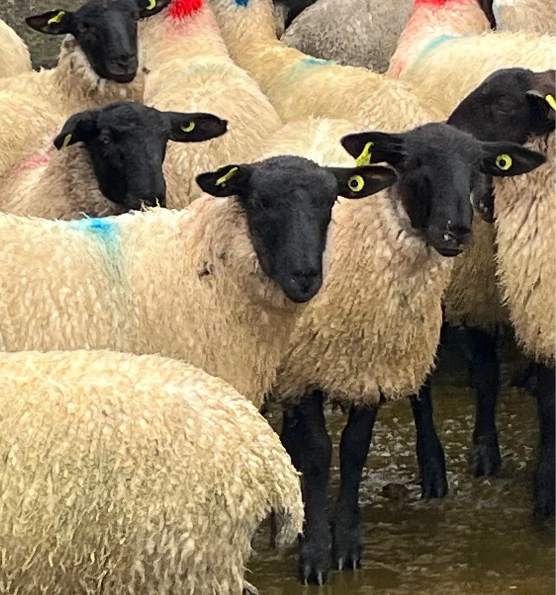 Suffolk ewe lambs - Image 3
