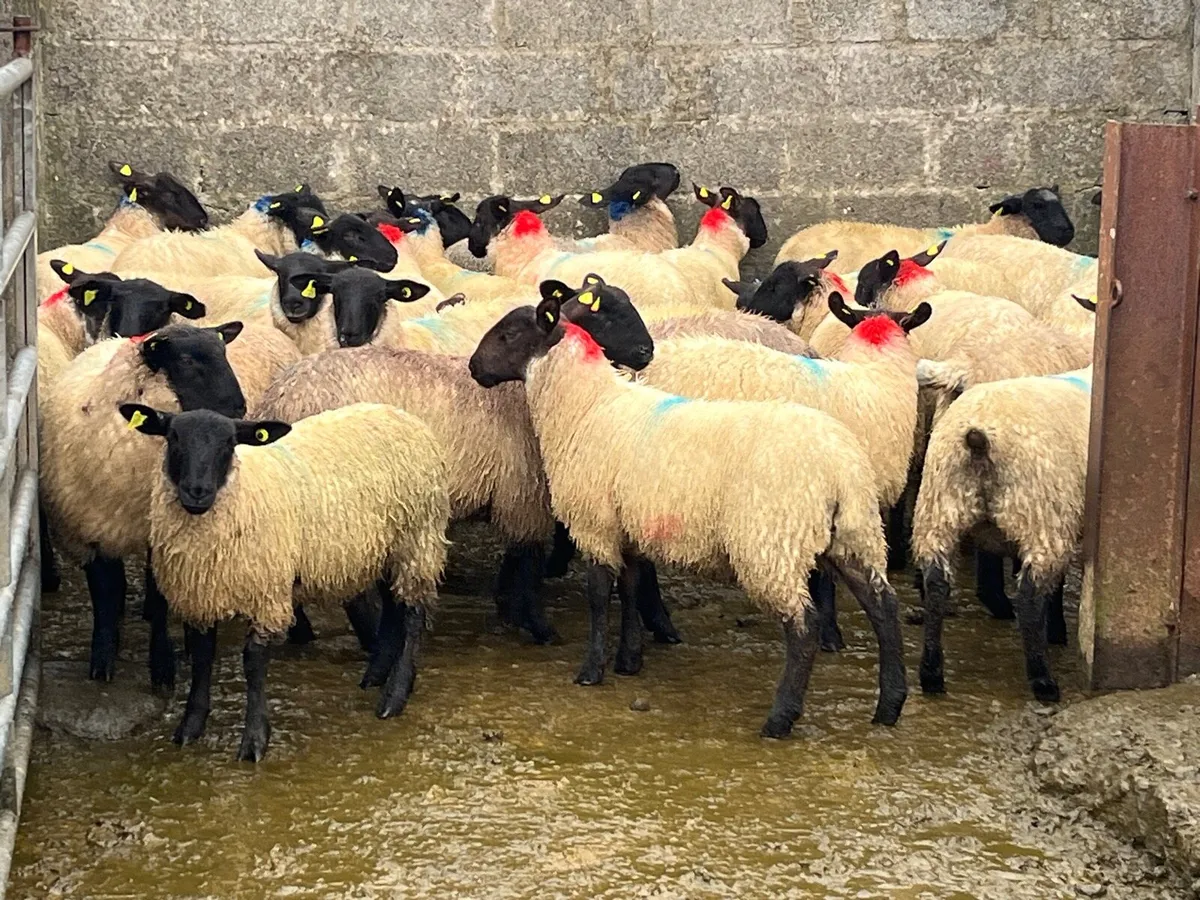 Suffolk ewe lambs - Image 4