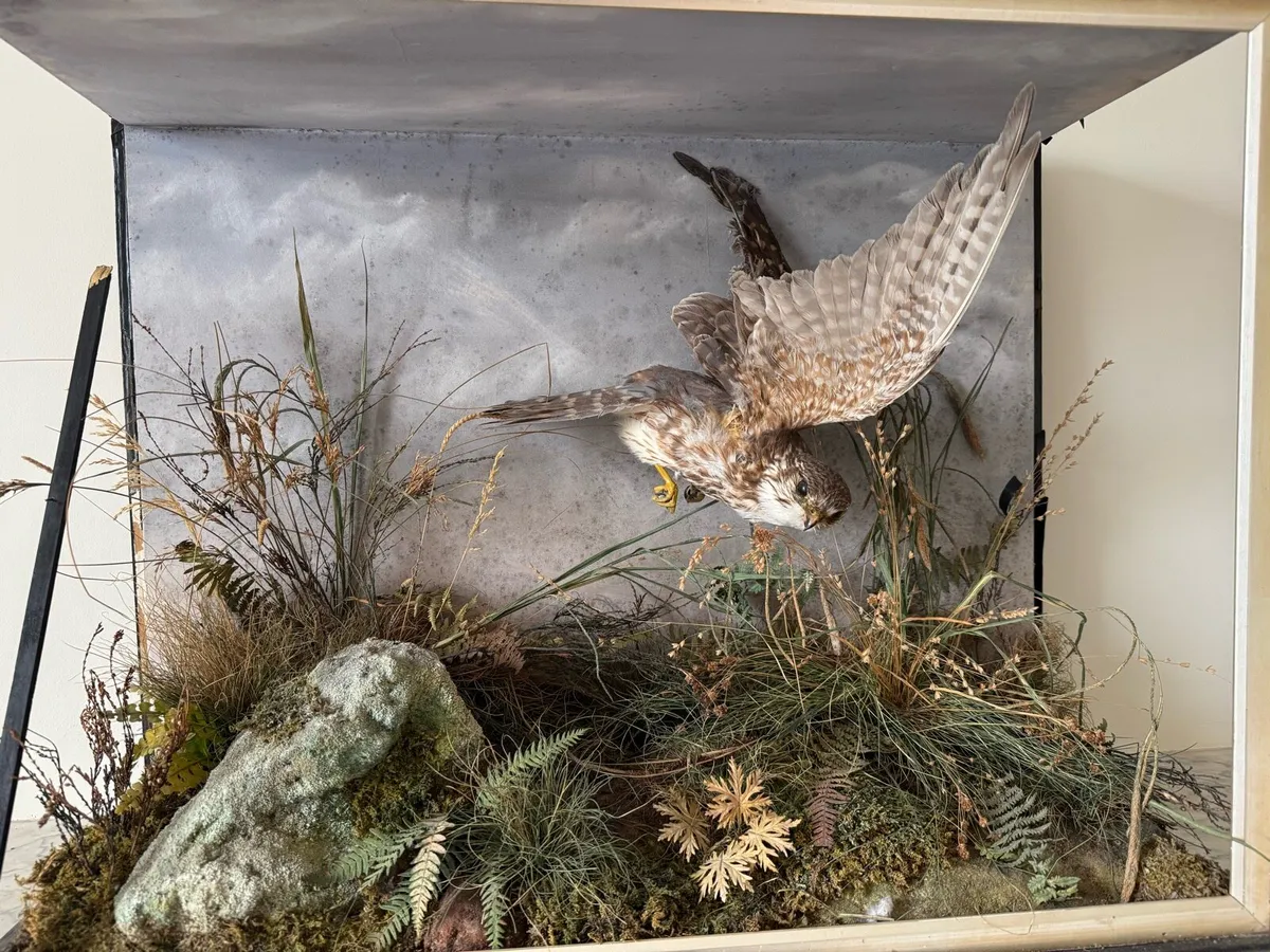 Merlin falcon taxidermy - Image 1