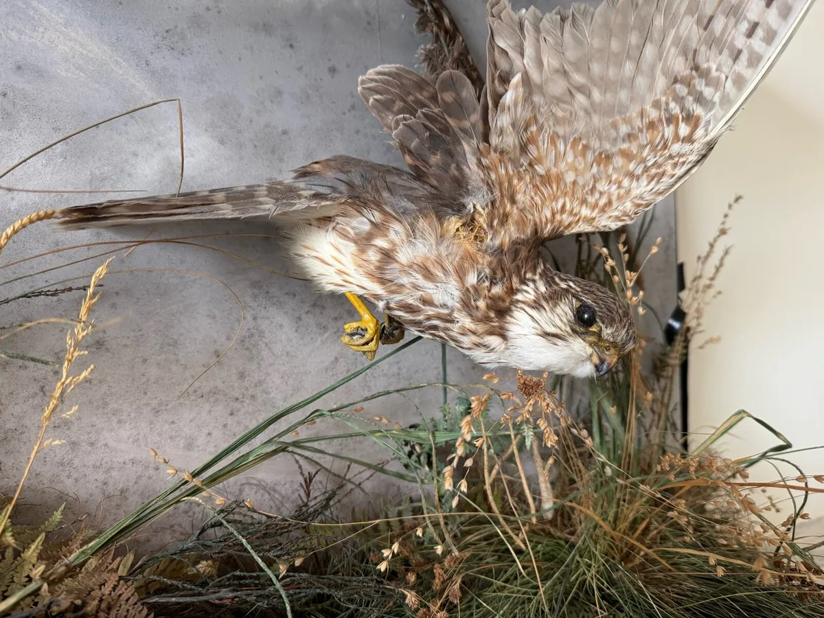 Merlin falcon taxidermy - Image 2