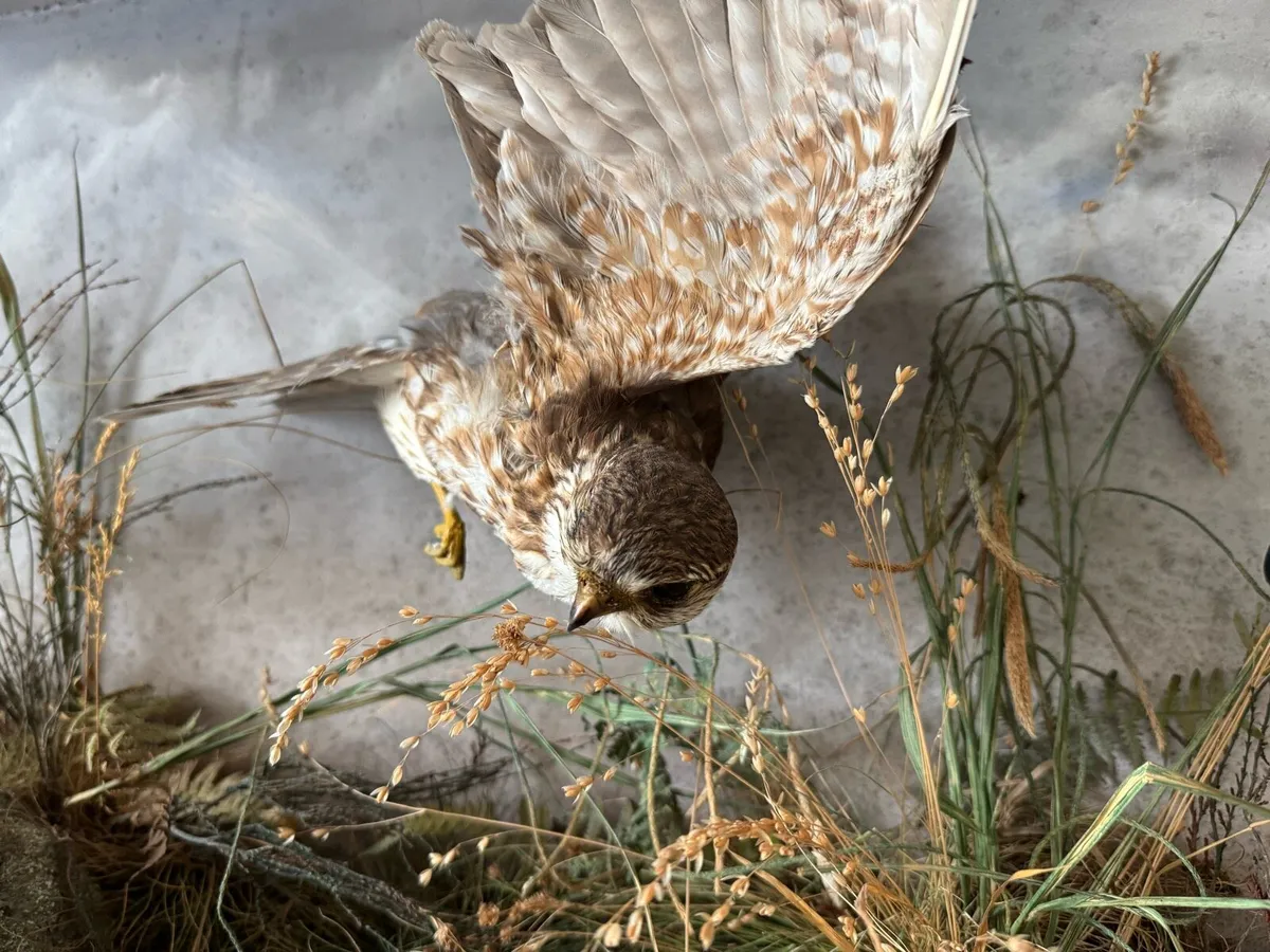 Merlin falcon taxidermy - Image 3