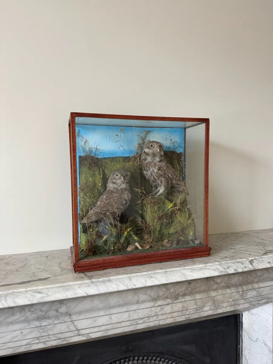 Pair of stuffed “little owls”. Taxidermy - Image 1