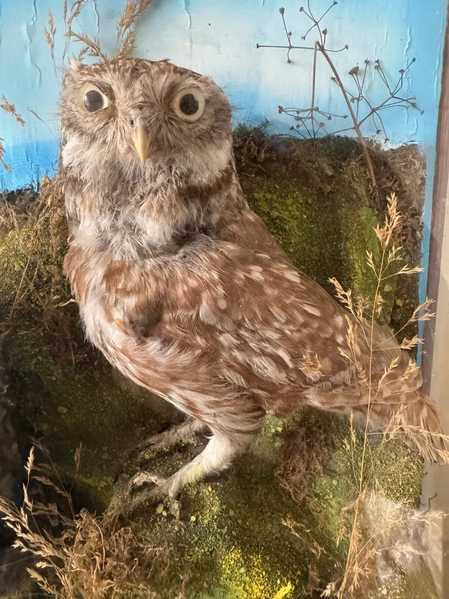 Pair of stuffed “little owls”. Taxidermy - Image 2