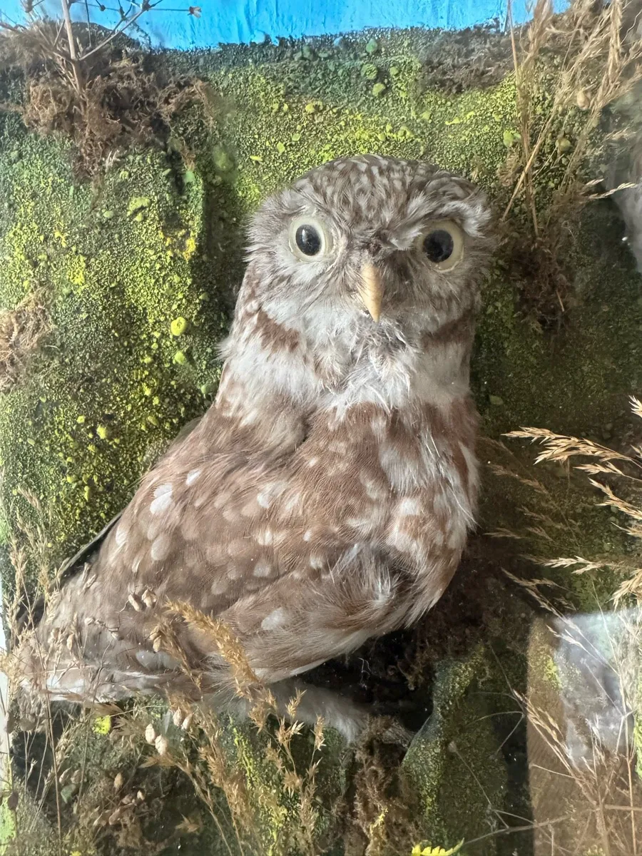 Pair of stuffed “little owls”. Taxidermy - Image 3