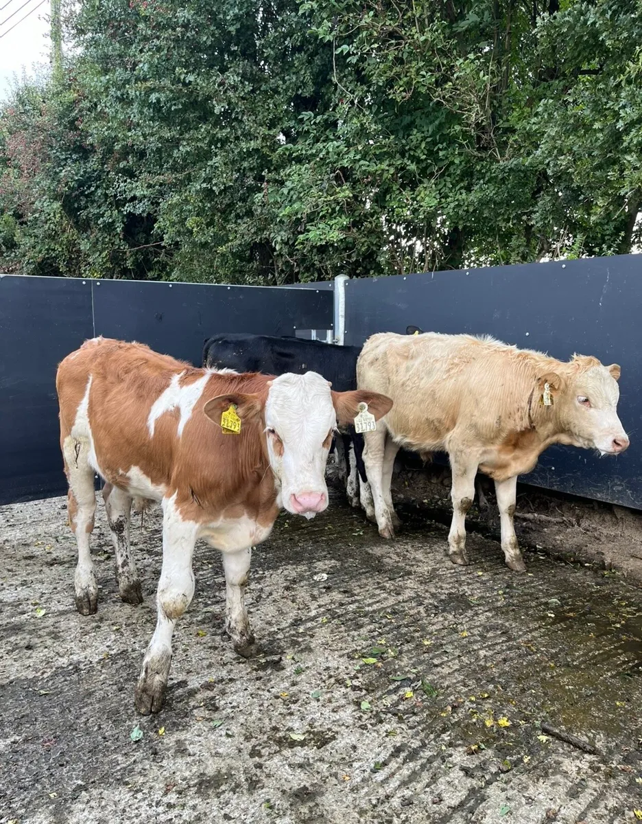 5 super Weanling bulls - Image 2