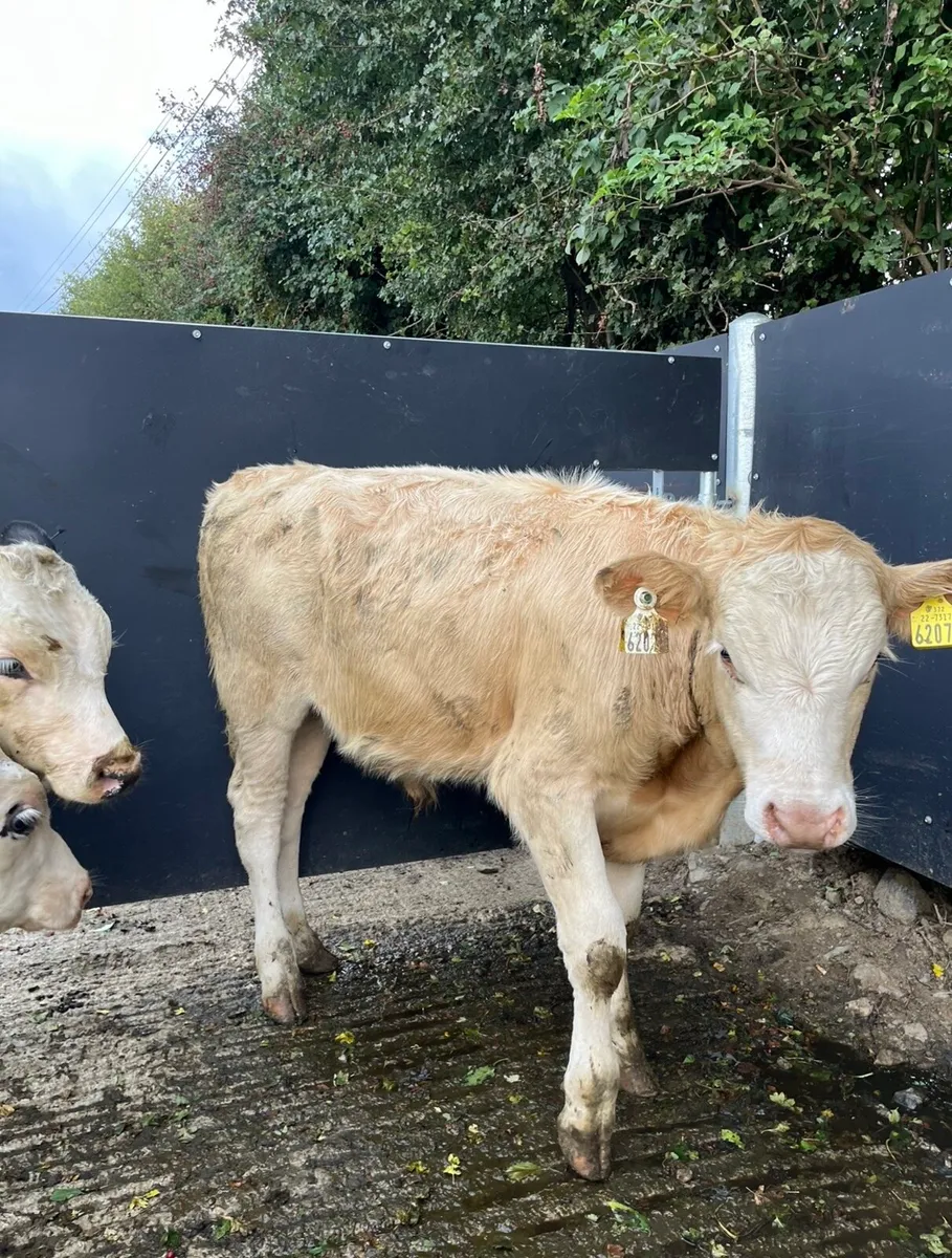 5 super Weanling bulls - Image 3