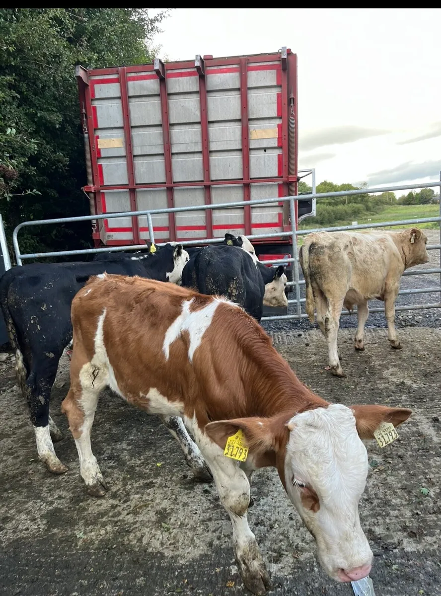 5 super Weanling bulls - Image 4