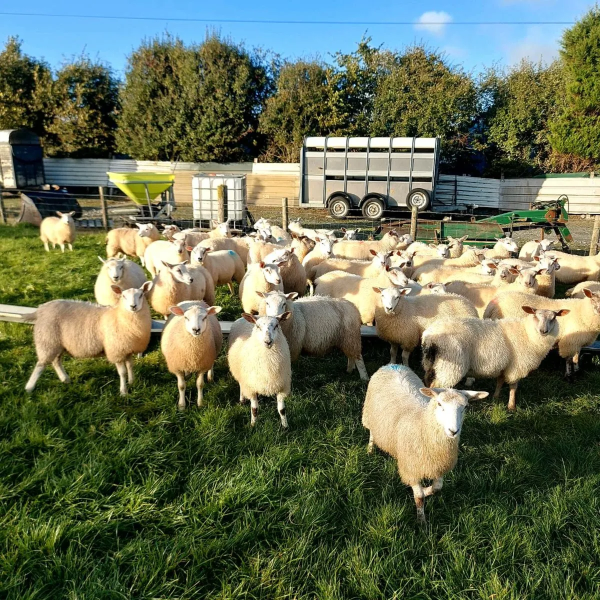 Lambs - Image 1