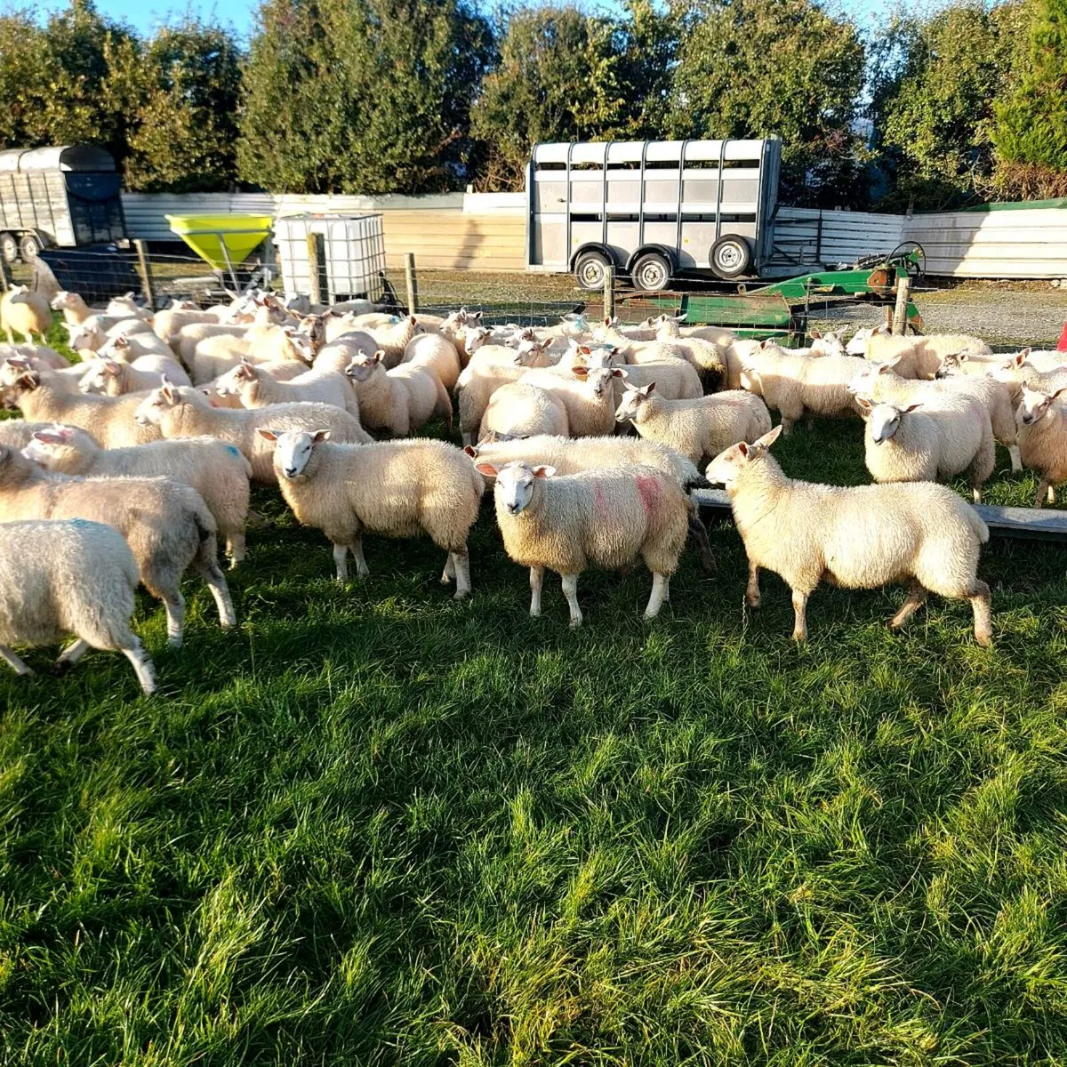 Lambs - Image 2