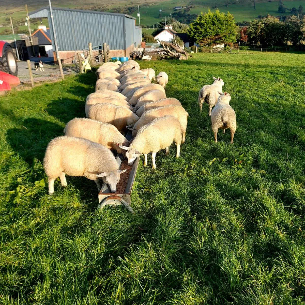 Lambs - Image 3