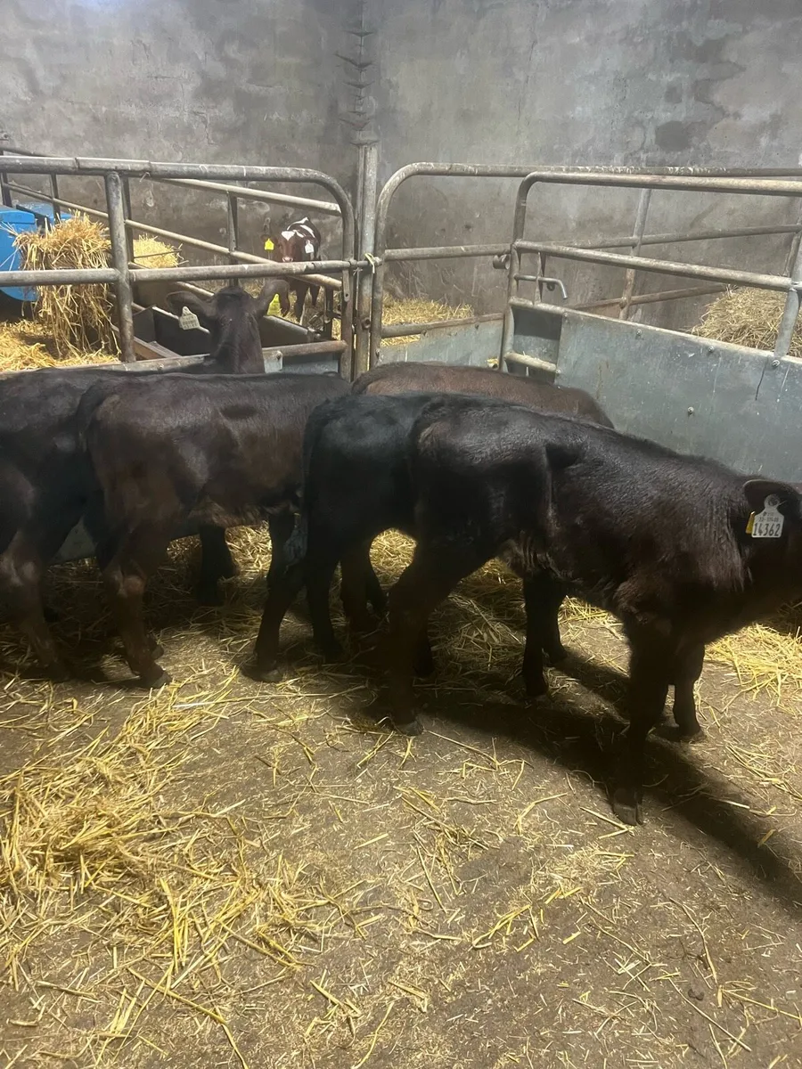 AA heifer runners for sale - Image 1