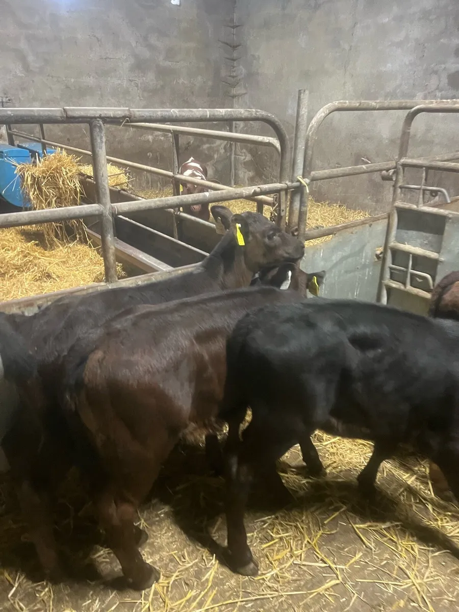 AA heifer runners for sale - Image 2