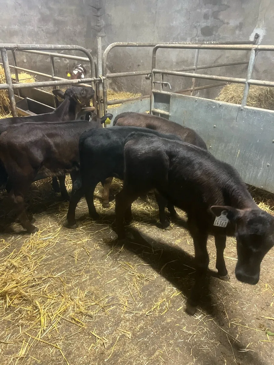 AA heifer runners for sale - Image 3