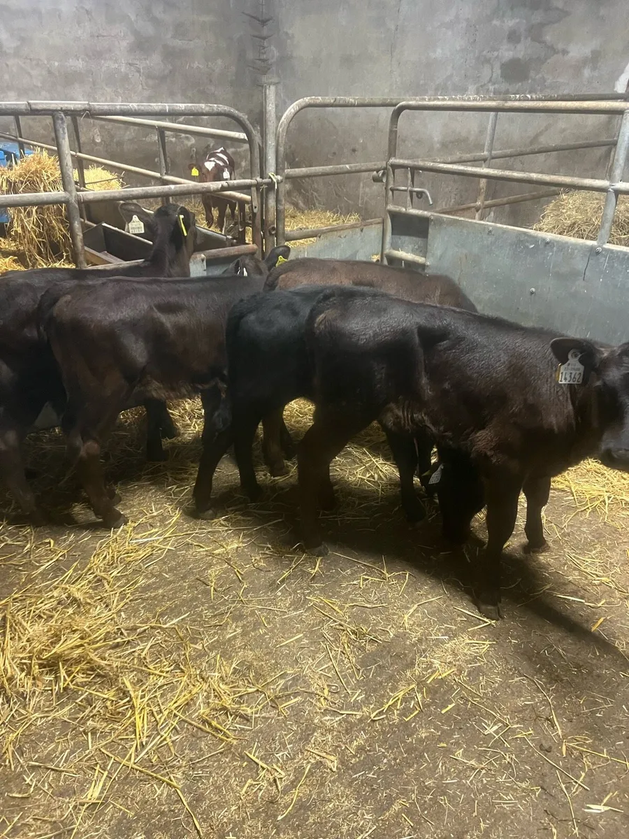 AA heifer runners for sale - Image 4