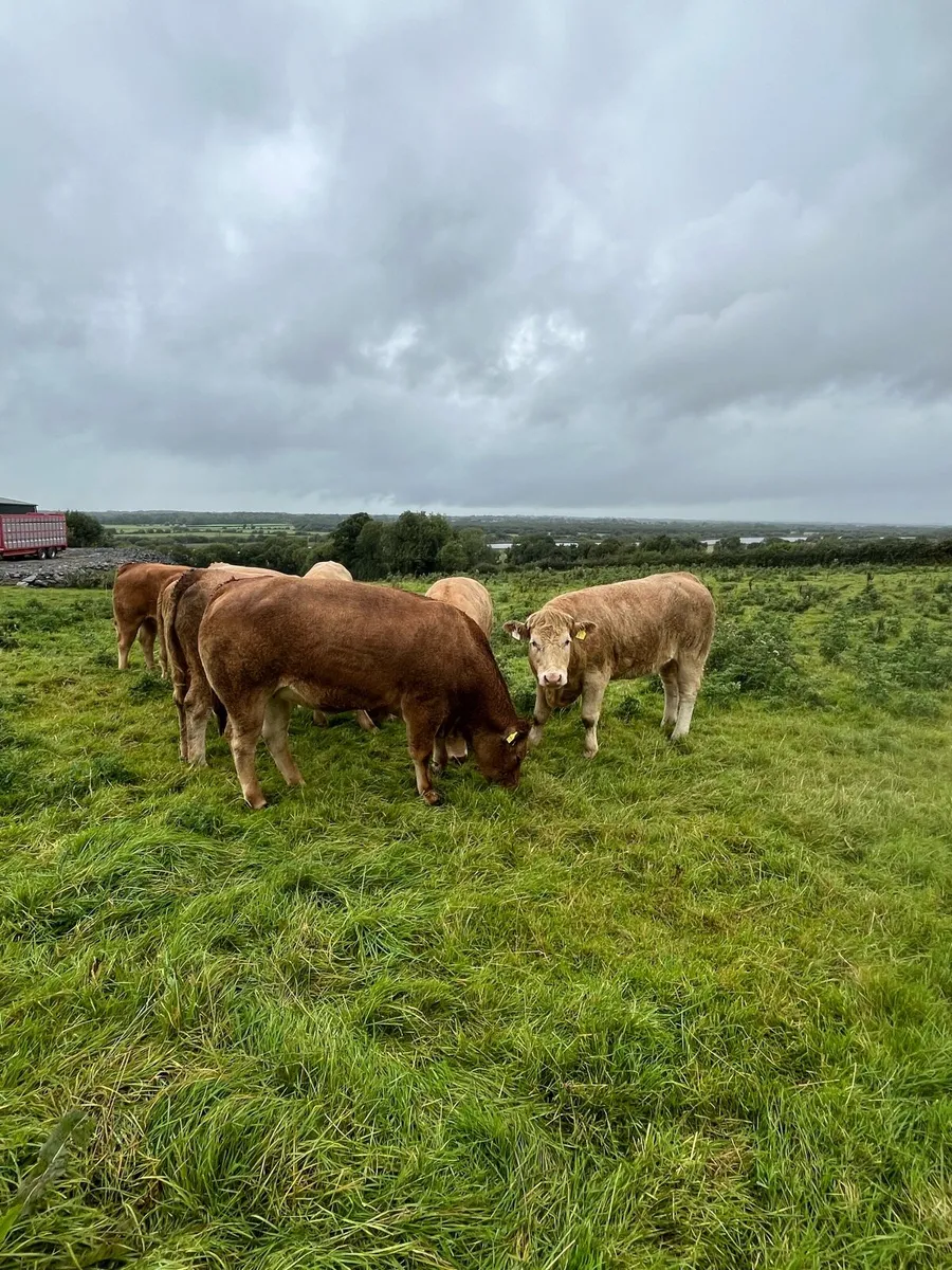 Heifers for sale - Image 1
