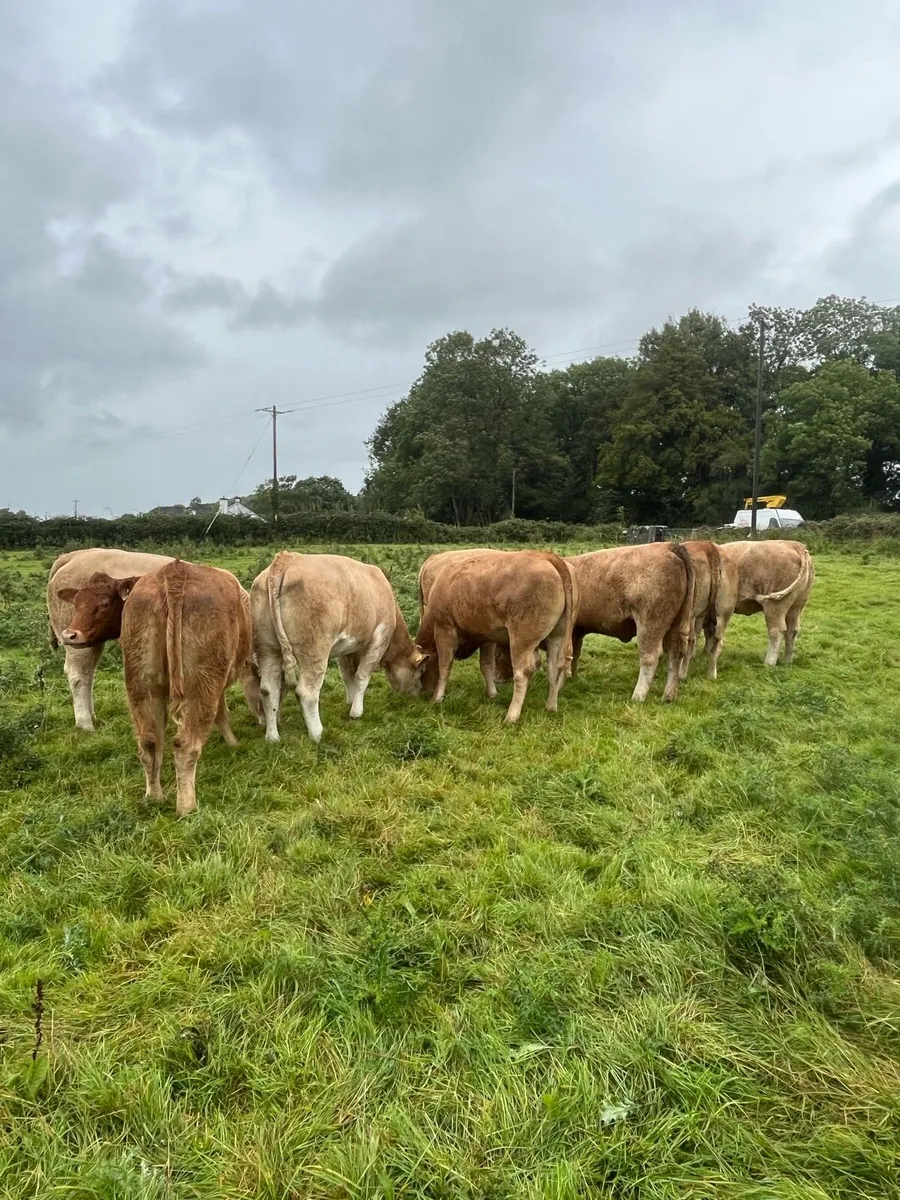 Heifers for sale - Image 2