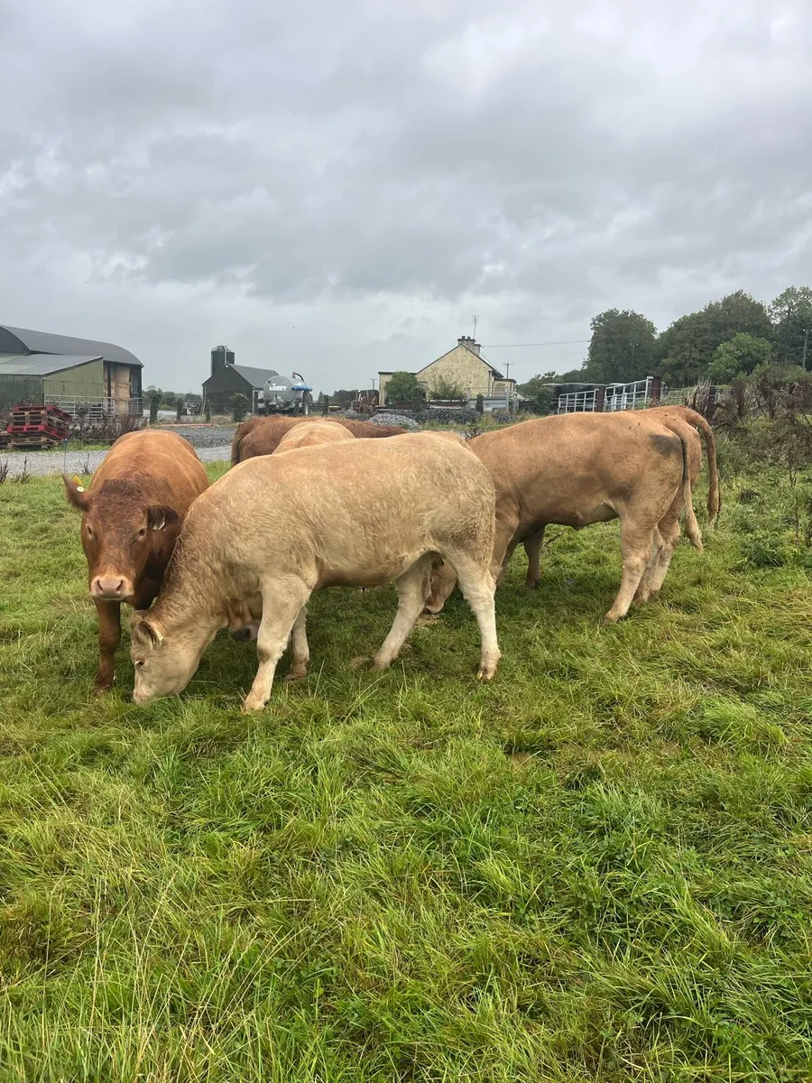 Heifers for sale - Image 3