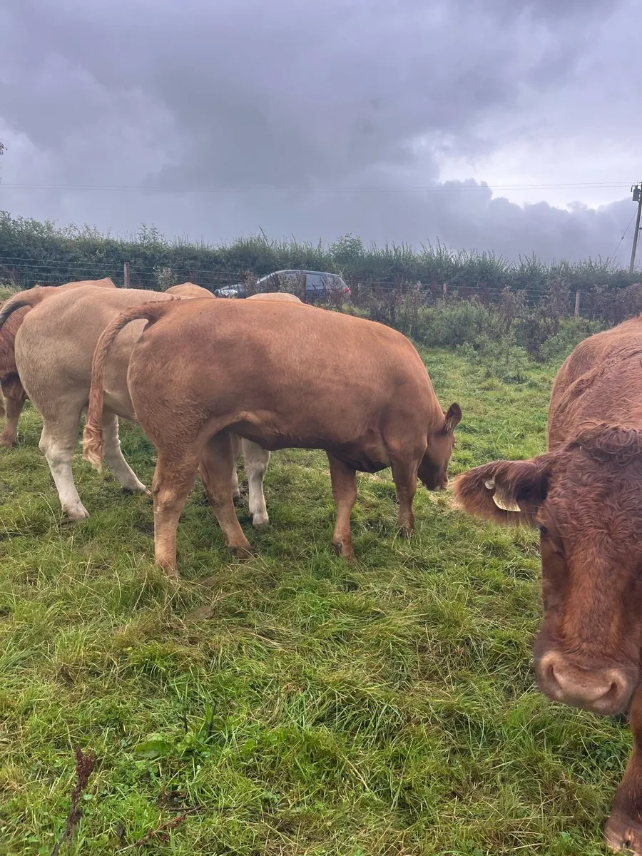 Heifers for sale - Image 4